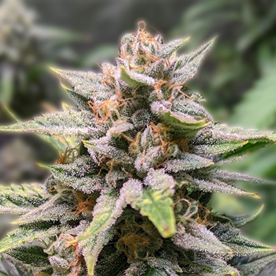 The Allure of Mexican Red Hair Strain A Comprehensive Guide