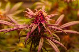 The Allure of Mexican Red Hair Strain A Comprehensive Guide